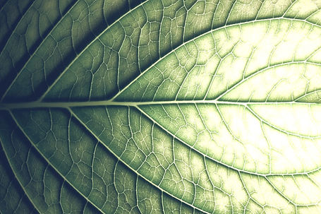 green leaf, with veins, close up macro photo