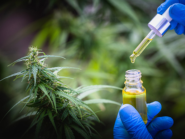 Cannabis Flower & Cannabis Oil: Differences, Effects And How To Use Them Together