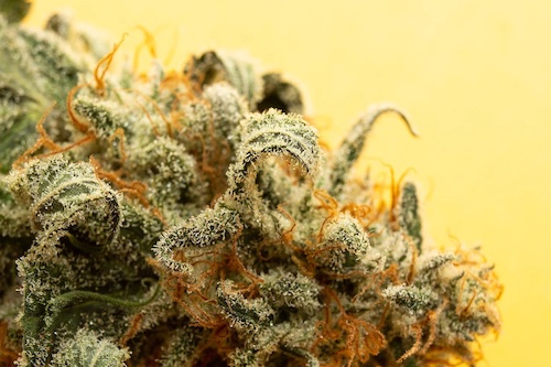 Trichomes: What Are They And Why Are They Important?