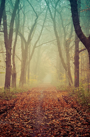 trees, misty, trail