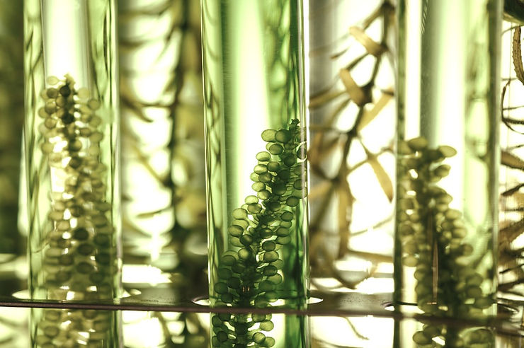 seaweed and plants in scientific glasses