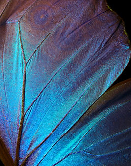 macro photo of blue butterfly wing