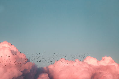 pink clouds with birds