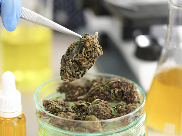 Australia’s Testing Protocols for Medical Cannabis