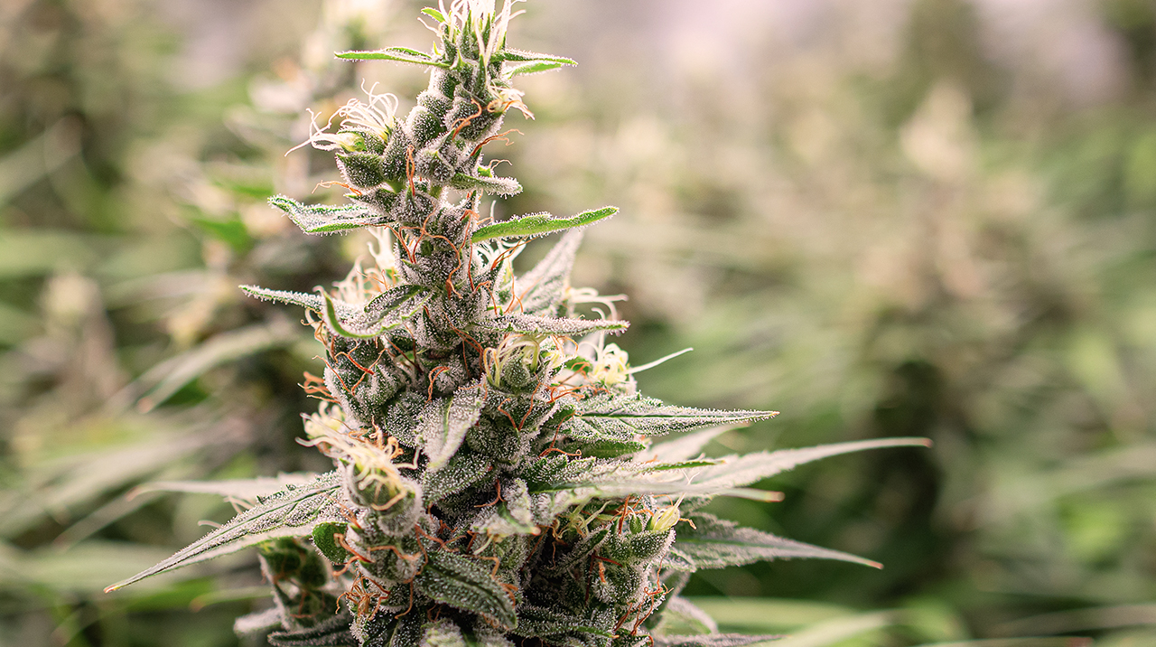 Trichomes: What Are They And Why Are They Important?