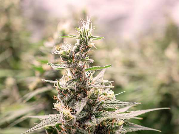 Trichomes: What Are They And Why Are They Important?